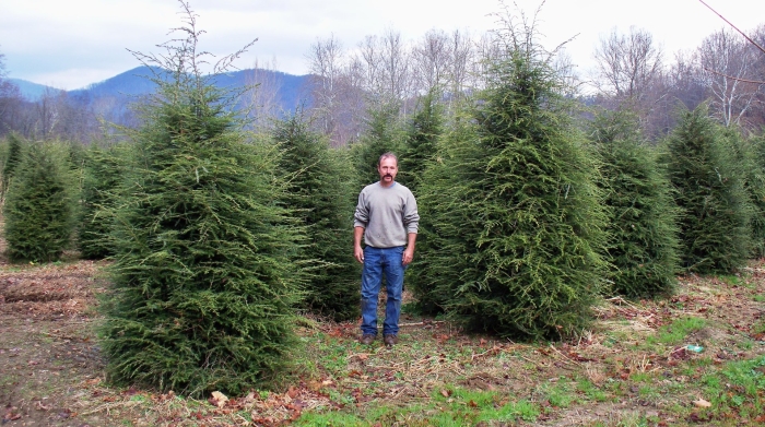 Тсуга канадская джедделох