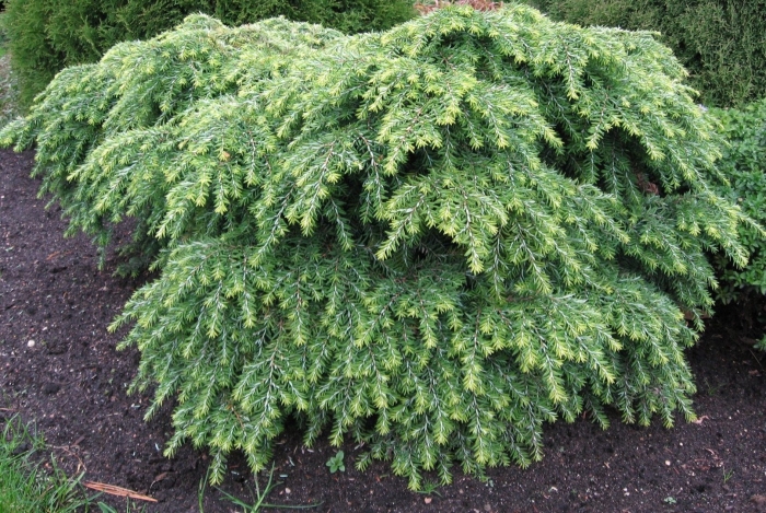 Тсуга канадская джедделох