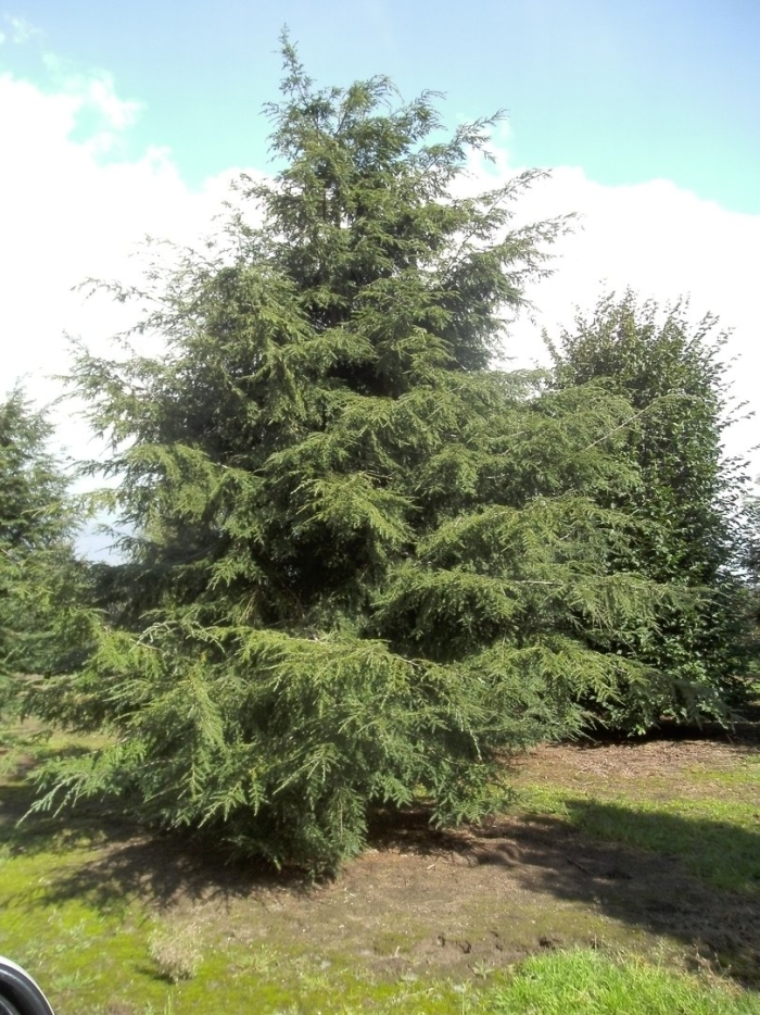 Тсуга канадская фастигиата