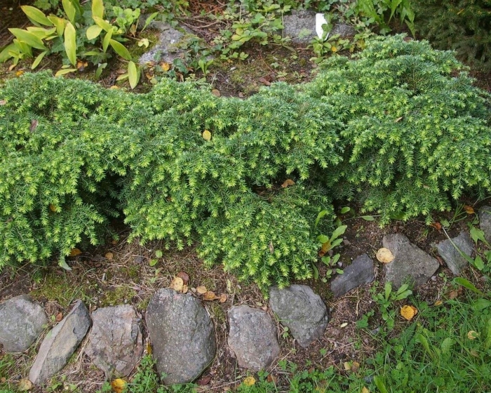 Тсуга канадская джедделох