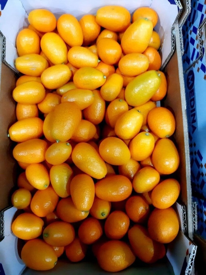 Фрукт кумкват