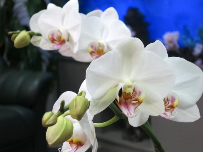 Фаленопсис алабастер