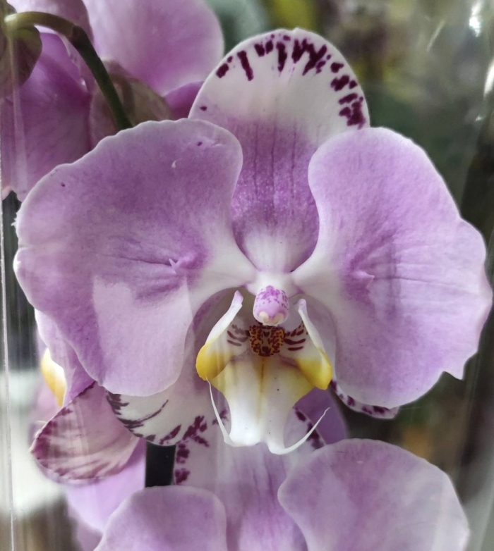 Фаленопсис art nouveau