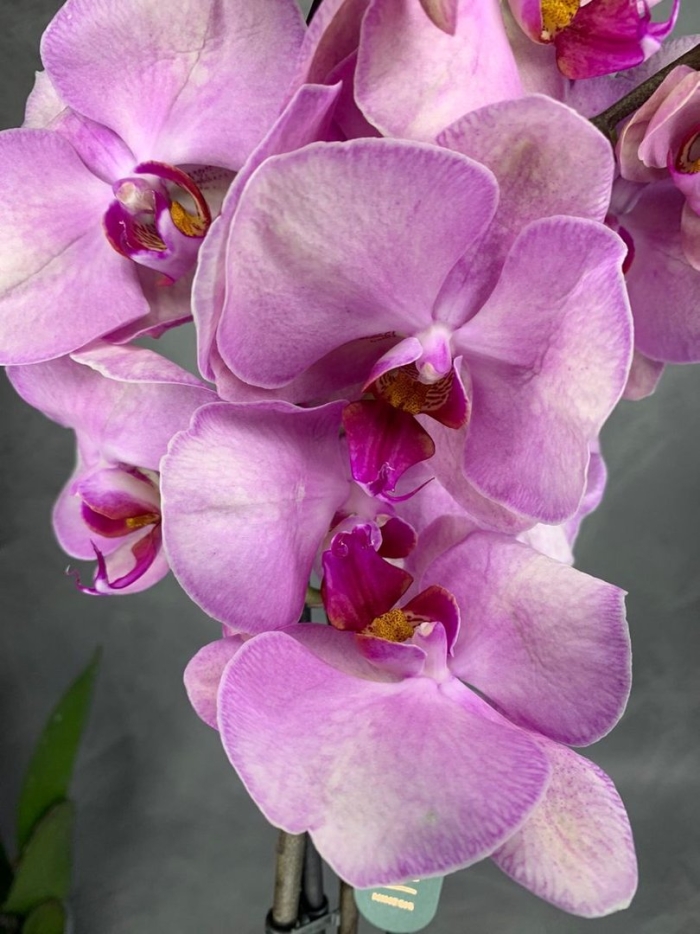 Фаленопсис anthura bordeaux