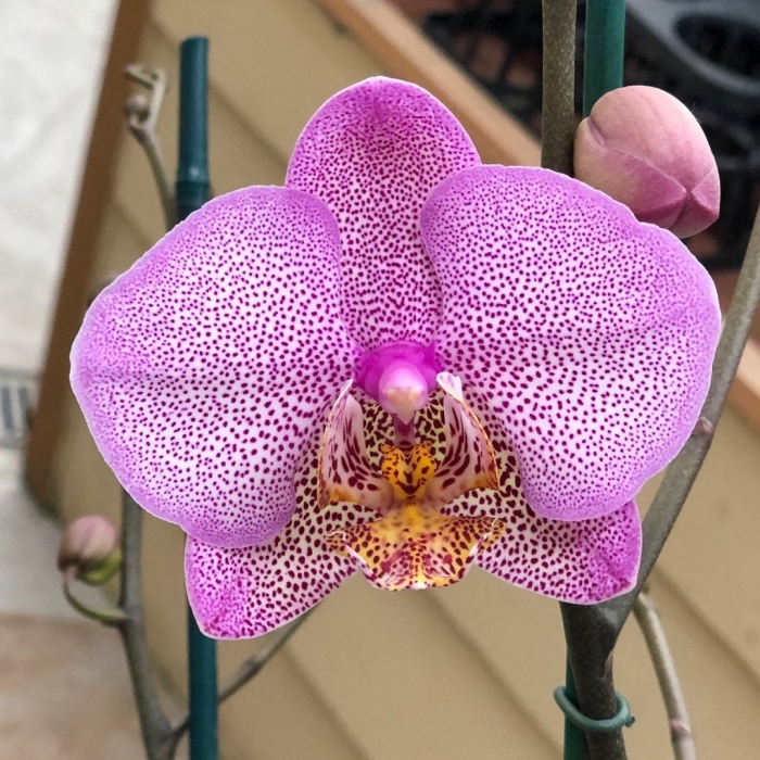 Орхидея phalaenopsis манхэттен