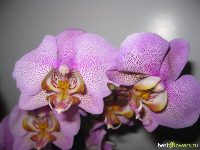 Фаленопсис кадиллак