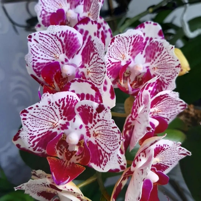 Фаленопсис phalaenopsis white & pink