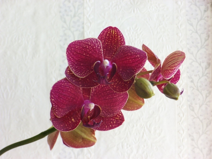 Фаленопсис сара бьюти