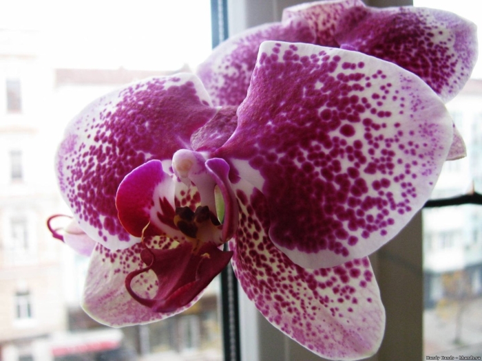 Фаленопсис бургундия