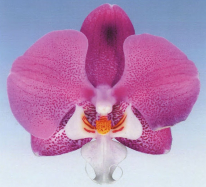 Орхидея фаленопсис люксор