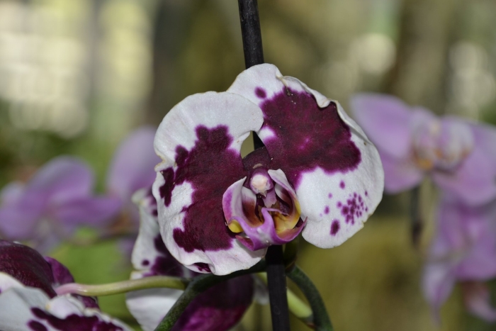 Орхидея фаленопсис далматин