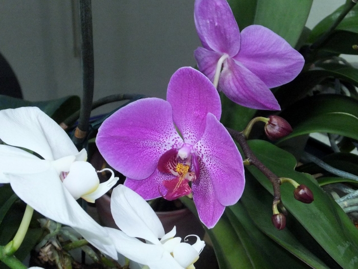 Орхидея phalaenopsis 'purple miracle'