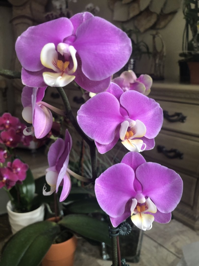 Фаленопсис tigris орхидея