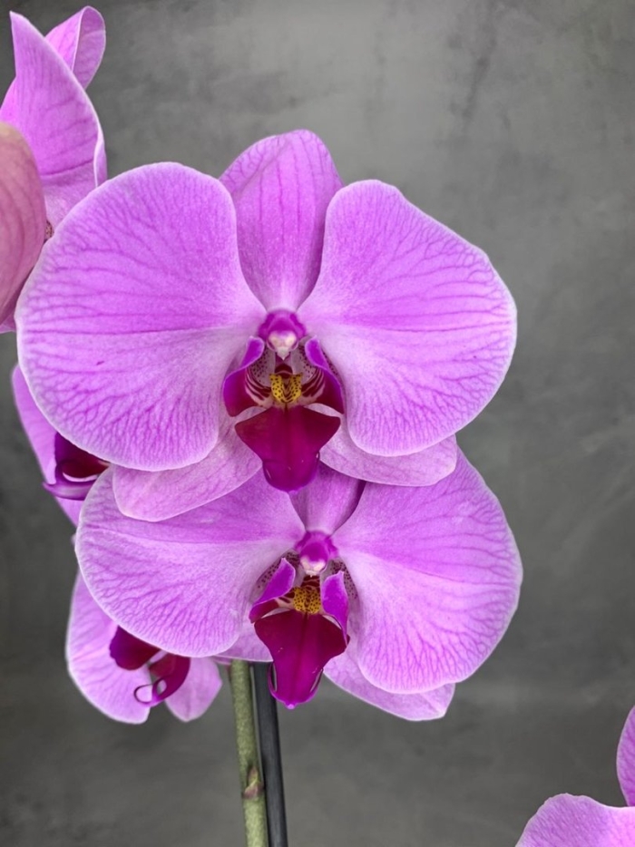 Сиреневая орхидея фаленопсис