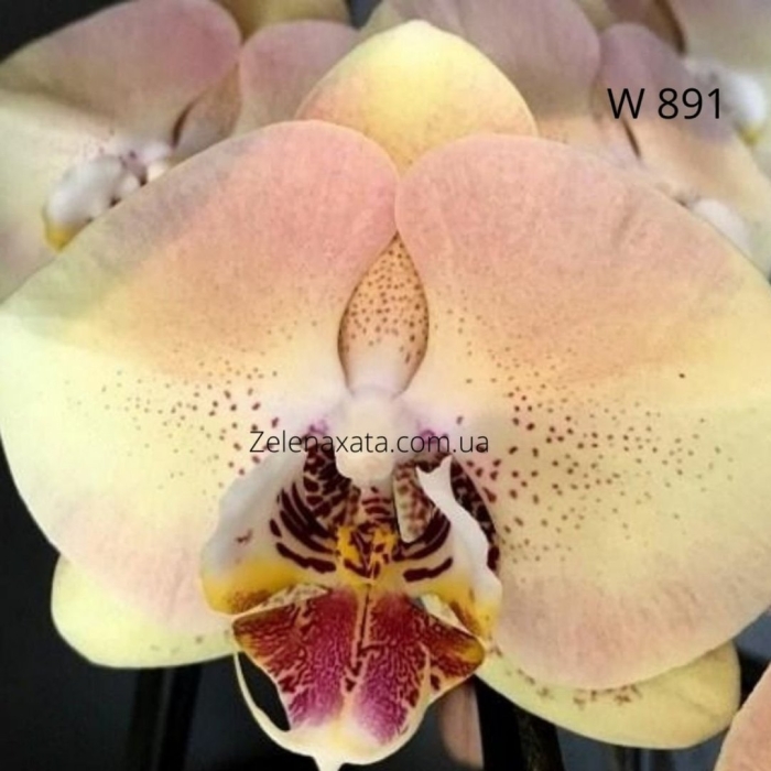 Орхидея phalaenopsis kellion