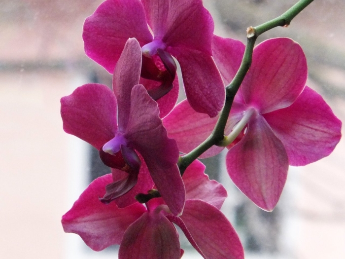 Фаленопсис монте карло