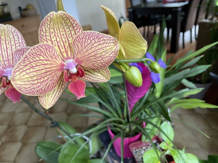 Фаленопсис джойрайд