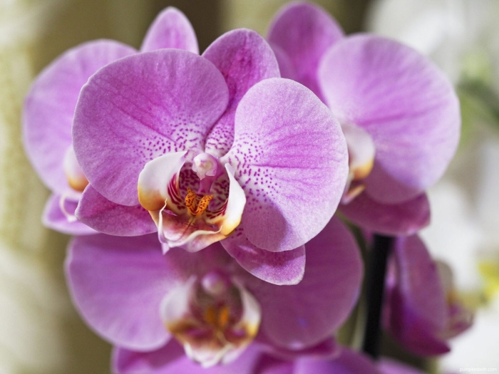 Орхидея фаленопсис канкан