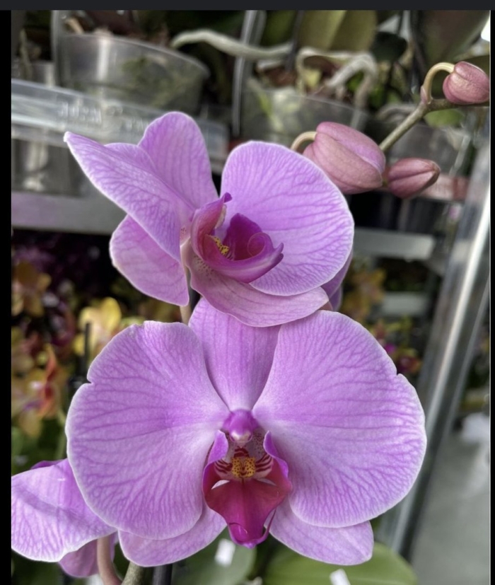 Орхидея орландо