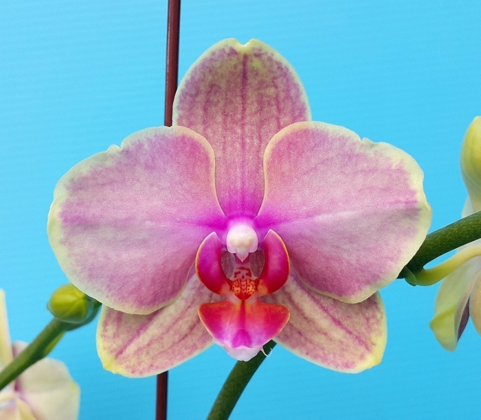 Орхидея phalaenopsis