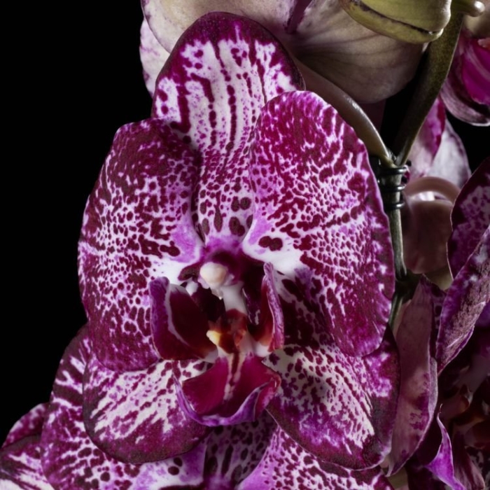 Фаленопсис leopard prince