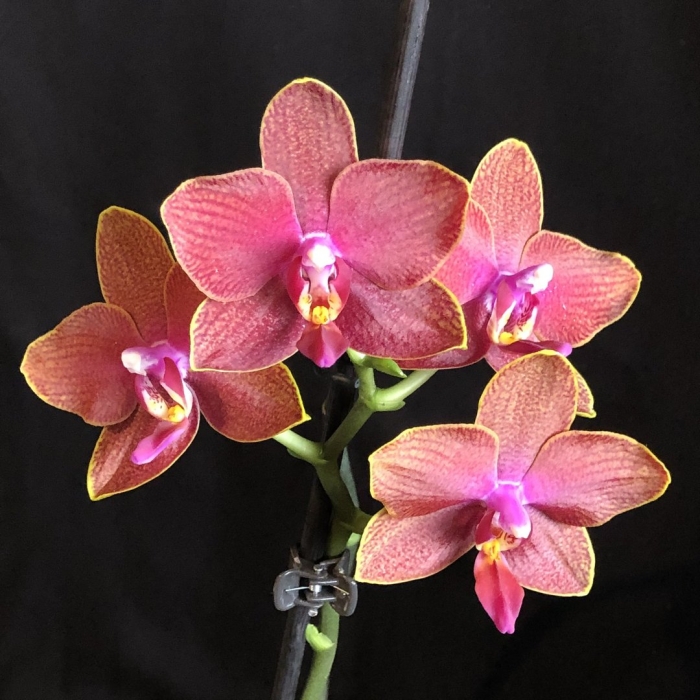 Фаленопсис катрина мультифлора