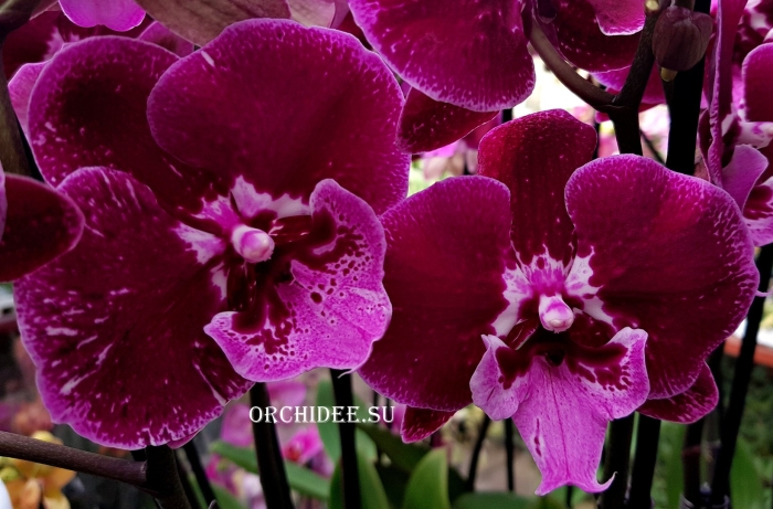 Орхидея фаленопсис биг лип