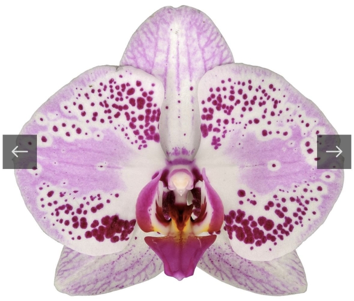 Фаленопсис san sebastian