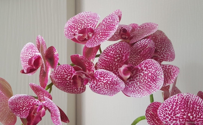 Фаленопсис элегант джулия