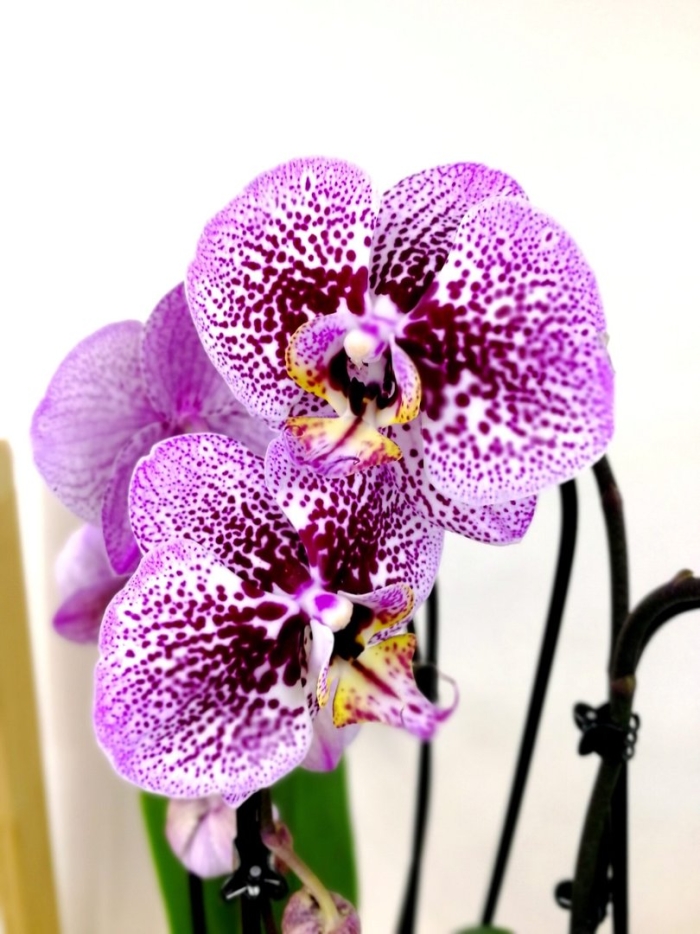 Фаленопсис джулия julia