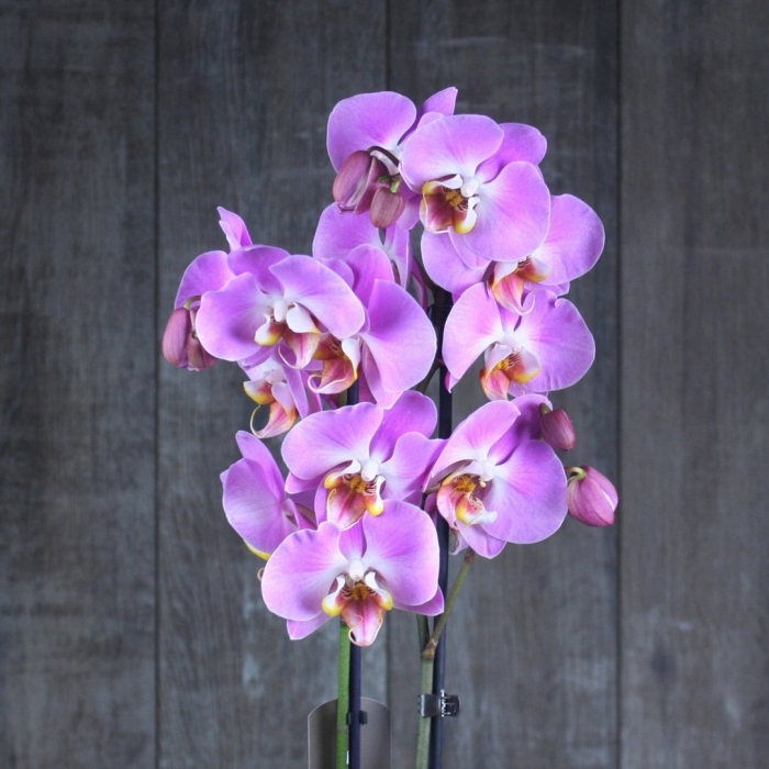 Орхидея ambiance phalaenopsis