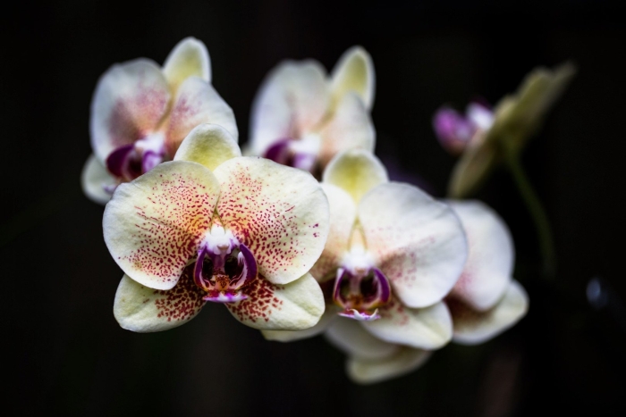 Фаленопсис (phalaenopsis) – орхидея