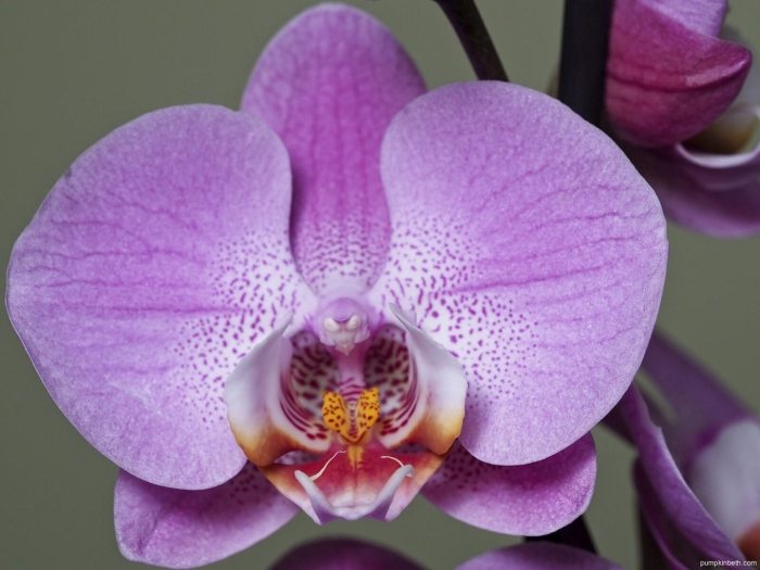 Розовая орхидея фаленопсис