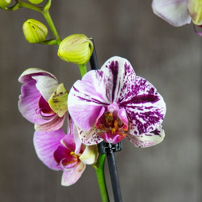 Фаленопсис оксфорд