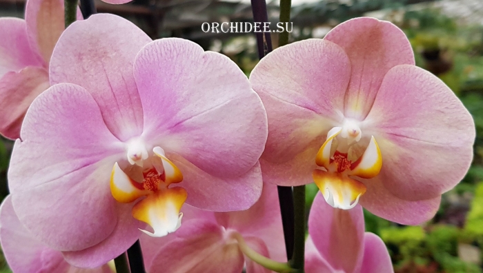 Фаленопсис sylvia