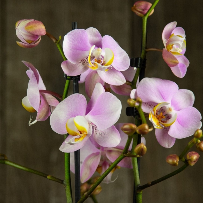 Фаленопсис гарден