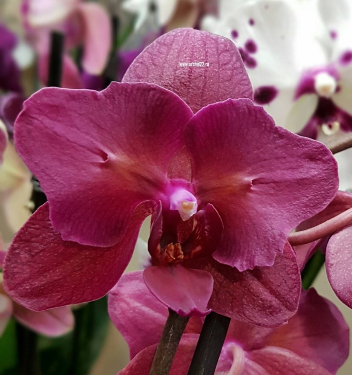 Фаленопсис паваротти