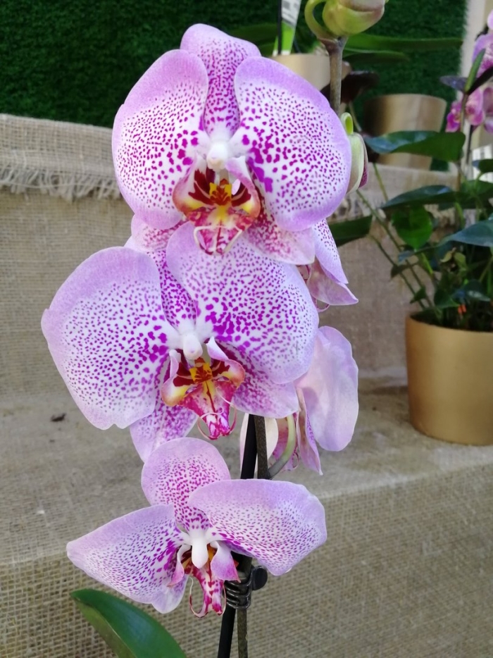 Орхидея фаленопсис софия