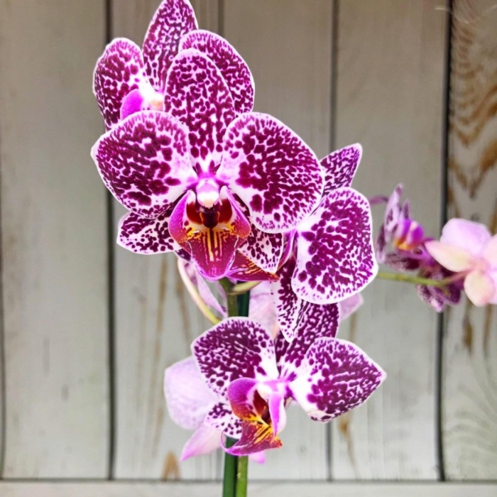 Фаленопсис euphorion