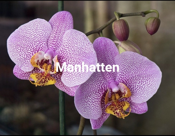 Фаленопсис манхэттен