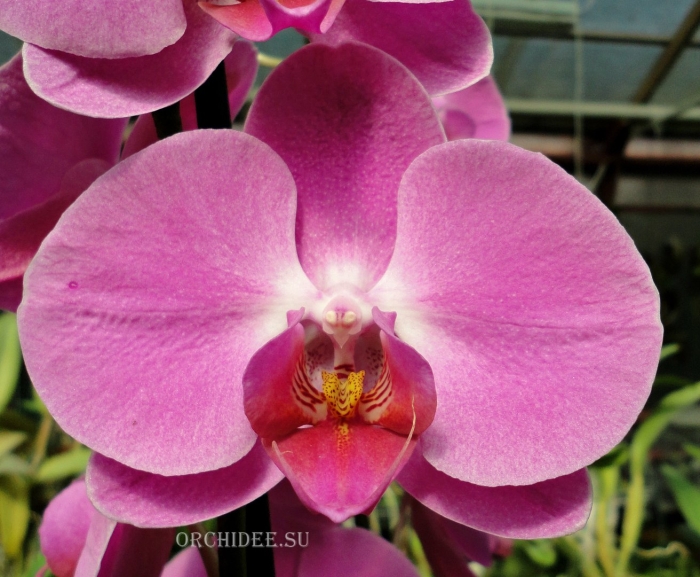 Фаленопсис tigris