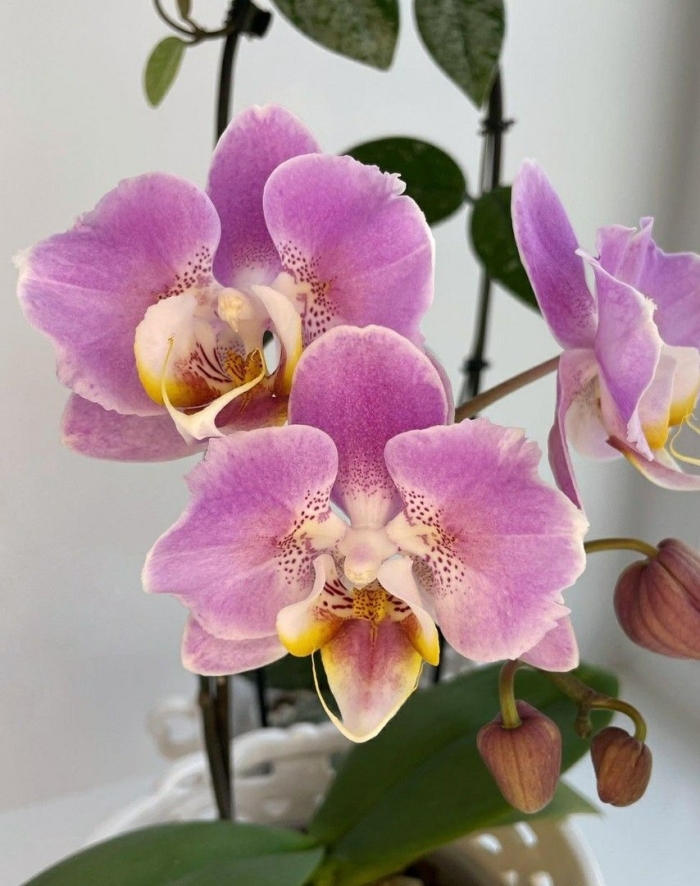 Орхидея фаленопсис биг лип мультифлора