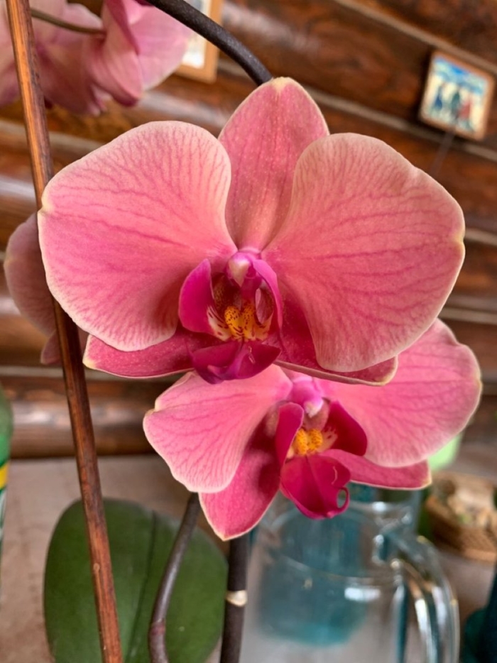 Фаленопсис narbonne