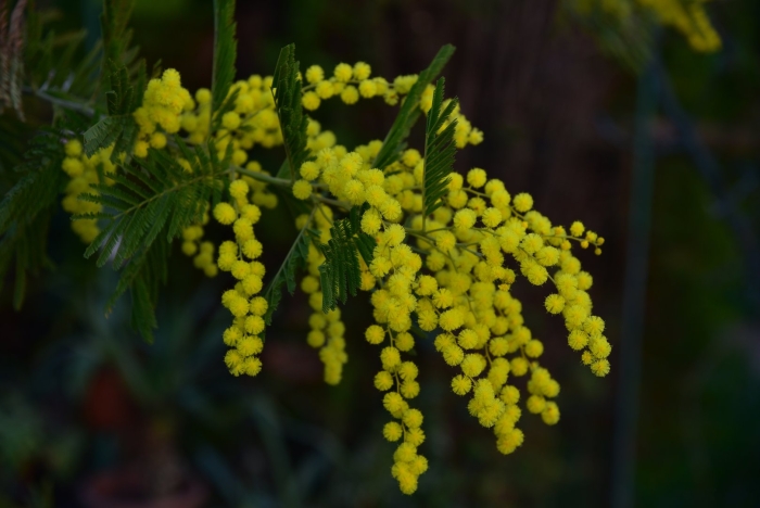 Мимоза цветок