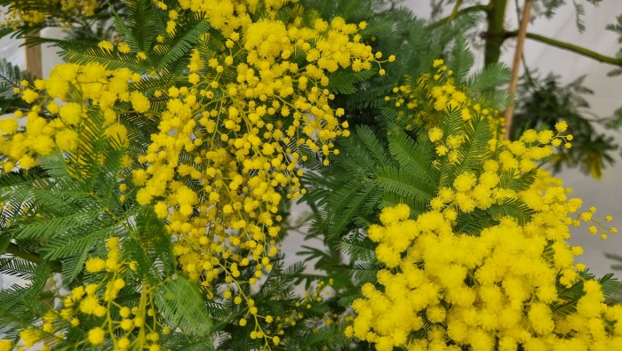 Цветение мимозы в абхазии