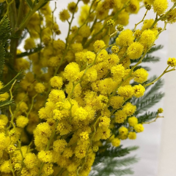 Ветка мимозы