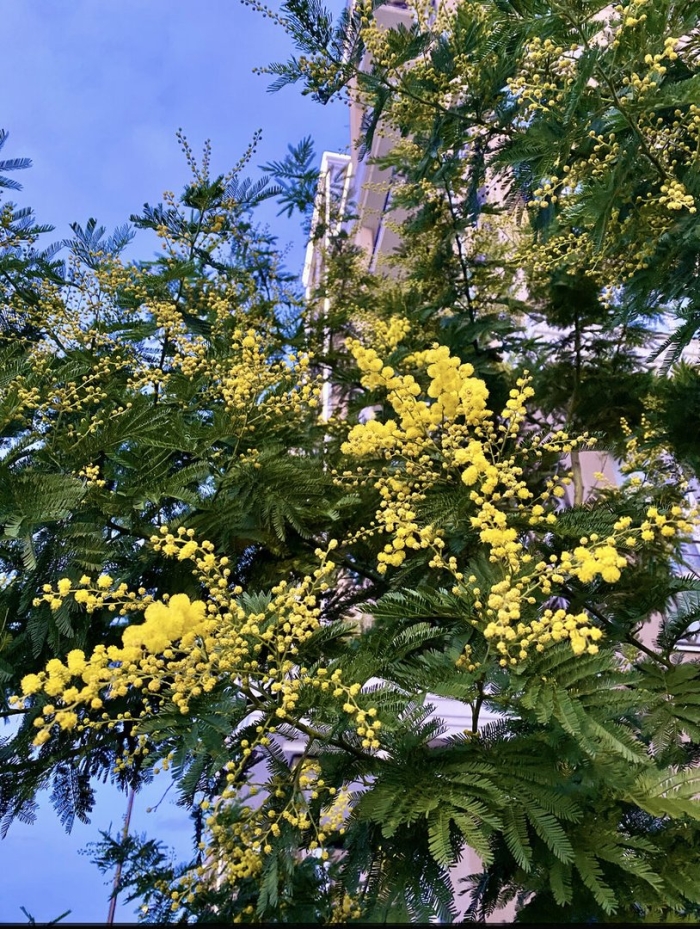 Мимоза акация абхазия