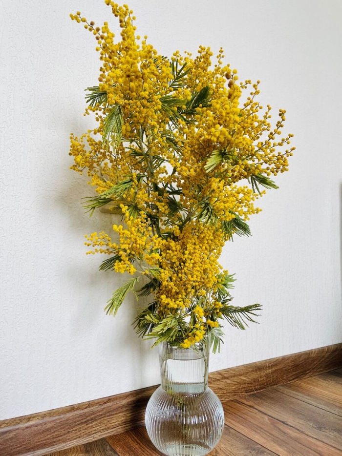 Ветка мимозы в вазе
