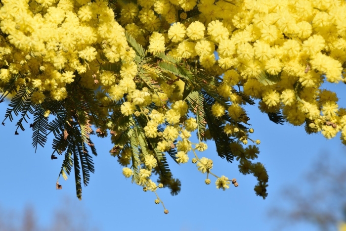 Золотая акация и мимоза
