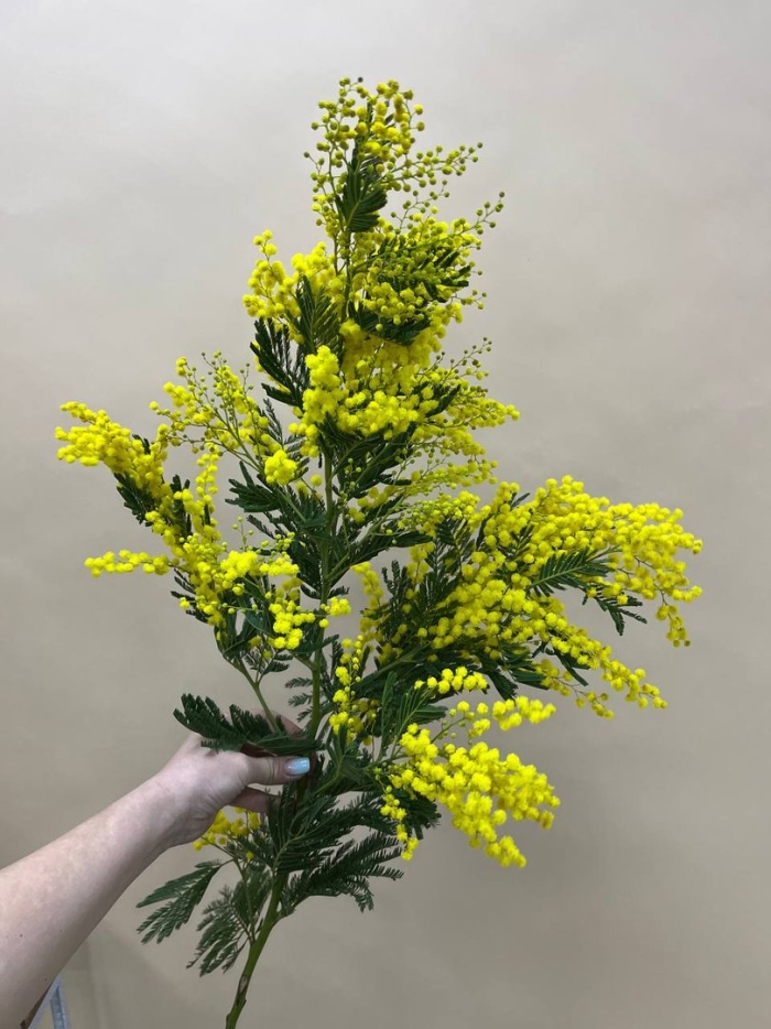 Настоящая мимоза цветок